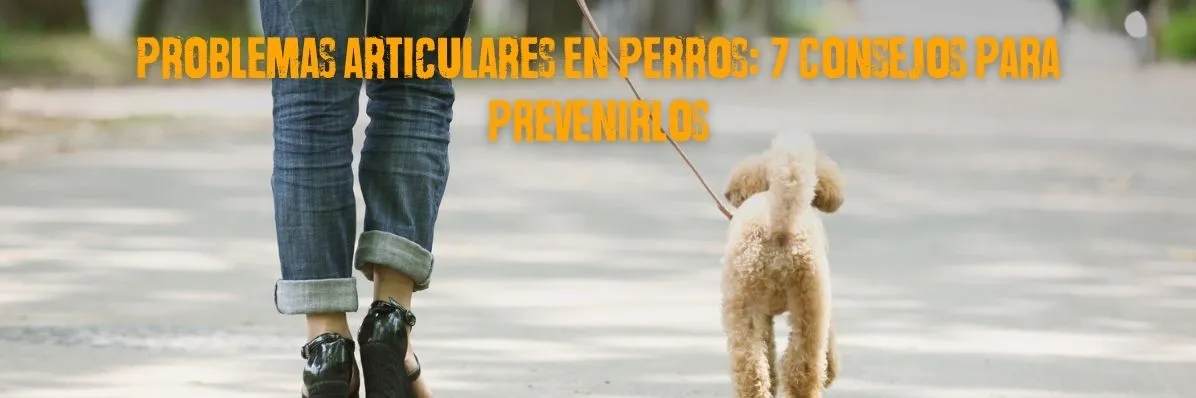 problemas articulares en perros, problemas de articulaciones en perros, dolor articular en perros